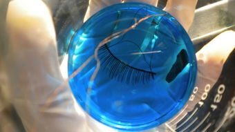 化妝品新聞 cbo 化妝品財(cái)經(jīng)在線 最權(quán)威的化妝品產(chǎn)業(yè)財(cái)經(jīng)媒體